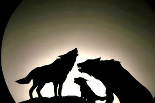 ombre di lupi